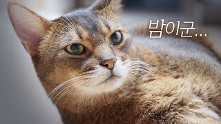 ENG) 고양이들이 밤마다 짜증내는 마법에 걸렸어요 (까칠한 마일로 보여드림...😼)