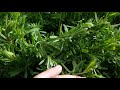 kletten labkraut blätter 09.04.18 galium aparine wildpflanzen bestimmung