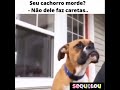 TENTE NÃO RIR/ANIMAIS ENGRAÇADOS\OS MELHORES MEMES BR#shorts