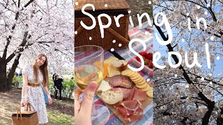It's FINALLY Spring!! 🌸 Spring Cherry Blossoms in Seoul, South Korea Vlog | 여의도한강공원