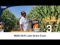 MAS 59.K Late Grain Corn by MAS Seeds