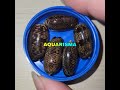 CANGKANG KERANG NEO OLIVA TIGER BULLY KORDEN HITAM GRADE A+