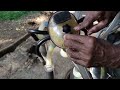 portable milking machine ජංගම කිරි දෙවීමේ යන්ත්‍රය agriculture sinhala ruwan dehigama