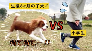 【初ドッグラン】見ず知らずの子供に襲いかかるキャバリア犬/Cavalier King Charles Spaniel