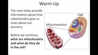 Overview: mtDNA PCR