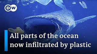 88% of marine species affected by severe plastic pollution | DW News