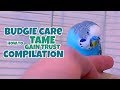 Budgie Care | How to Tame, Gain Trust Compilation