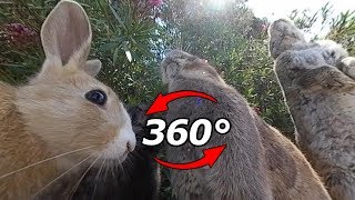 【360度動画】うさぎ島(大久野島)のうさぎ 🐰Part8