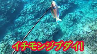 【魚突き】秘技・尻尾突き、高級魚スジアラに・・・、唐揚げ用のブダイ突き【仁太丸】