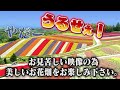 11年ぶり共演ngのトリンドルと江頭２：５０の再会の瞬間【切り抜き】 エガちゃん切り抜き 共演ng