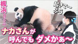 【パンダアイドル楓浜】ナカ飼育員がふう〜何度呼んでも無理💦ルーティンに真面目なふうひんは動かないよ！