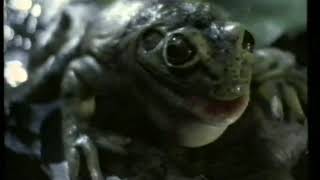 Budweiser - Frogs (1995, USA)