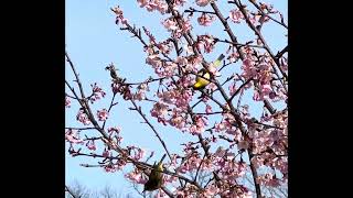 狭山公園の河津桜とメジロ