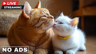 Good Night Music for Cats on Valentine's Day💤Anti-Anxiety Lullaby to Help Cats Sleep Well and Relax