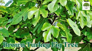 Brown Turkey Fig Tree - TN Nursery