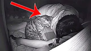 Cat Won’t Stop Staring At Dad All Night, Dad Checks  Video And Realizes Why
