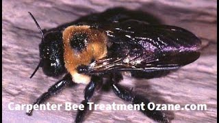 Carpenter Bees In Brick Township 732-504-3758 Ozane.com