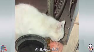 善良小姐姐投喂流浪猫一个月，流浪猫竟然邀请小姐姐去它的家。