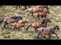 brumby horses all about australia’s feral horses