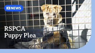 Backyard breeders on notice after 'deformed' puppies euthanised | ABC NEWS