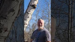 Birch sap. does a body good in Alaska 😗🤪😉😲😆😛🤣😝#birch syrup #Alaska life #treeshorts # forestry