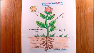 How TO Draw Photosynthesis Diagram Step By Step/Photosynthesis Diagram Drawing