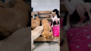 Bebés en adopción