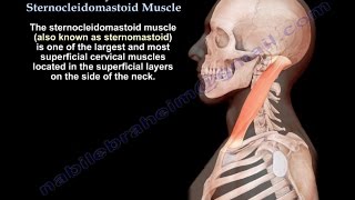 Anatomy Of The Sternocleidomastoid Muscle - Everything You Need To Know - Dr. Nabil Ebraheim