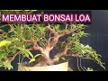 MEMBUAT BONSAI LOA MULTI TRUNK TANPA MENGGUNAKAN KAWAT #membuatbonsaidengantehnikcutting