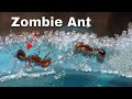 How I Made an Ant Think It Was Dead—The Zombie Ant Experiment How I Made an Ant Think It Was Dead—The Zombie Ant Experiment