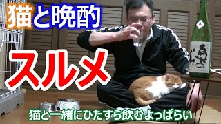 猫と晩酌「おつまみはスルメ」ひたすら家飲みする酔っ払いの動画