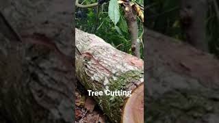 Process of Felling and Splitting Mahogany Trees with Assembled Chainsaw 18 #wood