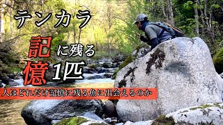 [Tenkara fishing] Memorable fish