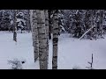 Golden Eagle Photography Hide The view from the forest side