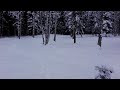 Golden Eagle Photography Hide The view from the forest side