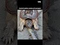 TURTLE REFLEX VS CAT REFLEX! #shorts #ytshorts #shortvideo #facts #trending #viralshorts #viralvideo
