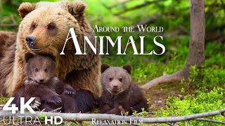 Cute Animals 4K 🌳 Animal Families - Relaxation Film by Peaceful Relaxing Music i