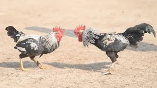 Traditional cockfight a highlight in Indian festival