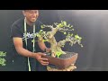 cek harga bonsai. kelas kontes