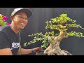 cek harga bonsai. kelas kontes