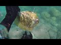 spearfishing new caledonia enjoy 2018