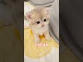 😽【新猫到家攻略】这3件事必须做❗️ new cat home these 3 things must do ❗️ 新手养猫 养猫经验分享 猫咪的迷惑行为 萌寵 猫咪行为学