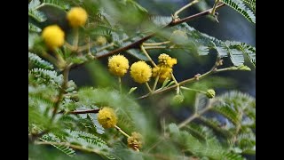 kikar |Acacia Nilotica| tree medical uses and benefits plant care