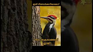 😳ഇവരുടെ തല തകരില്ലേ?..മരംകൊത്തികൾ😳#malayalam#youtubeshorts#facts#shorts#short#viral#trending#new