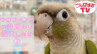 【こんぱまるTV】 ウロコインコの色紹介！【シナモン編】