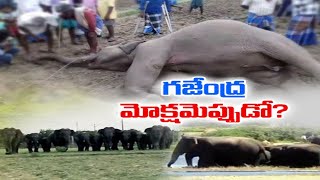 Elephants Attack \u0026 Killing of Elephants | Continues in Chittor District | Govt Needs to Do Something