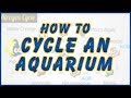 How to Cycle a Saltwater Tank: Tips To Help You Succeed with Your New Aquarium