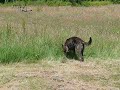 gesnuffel en gedoe in het veld friese stabij en hollandse herder