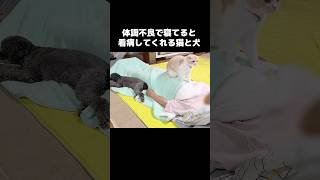 体調不良で寝てると看病してくれる猫と犬がこちら...#shorts