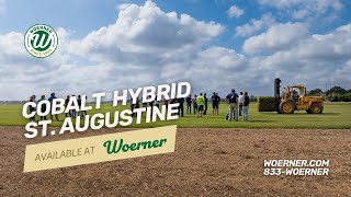 Cobalt® Hybrid St. Augustine is available at WOERNER!